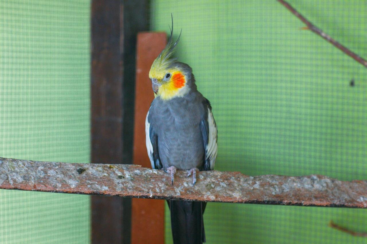 Pousada Campo Alegre Itatiaia  Buitenkant foto